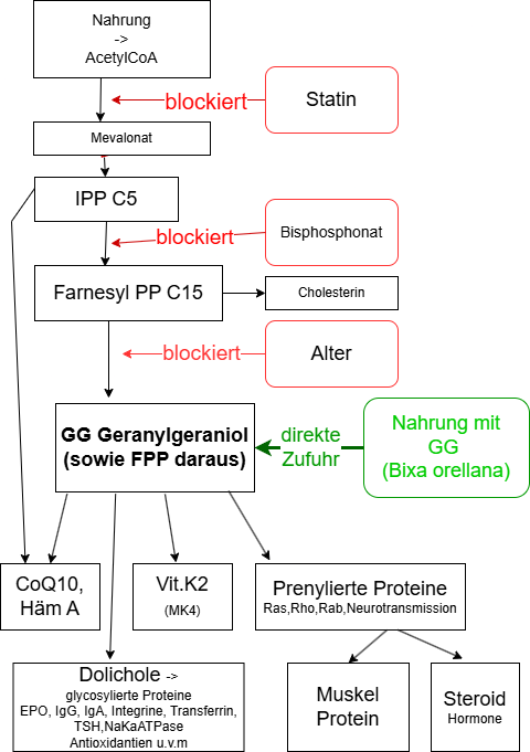 Wege zu Geranylgeraniol (GG) und dessen Folgeprodukte
